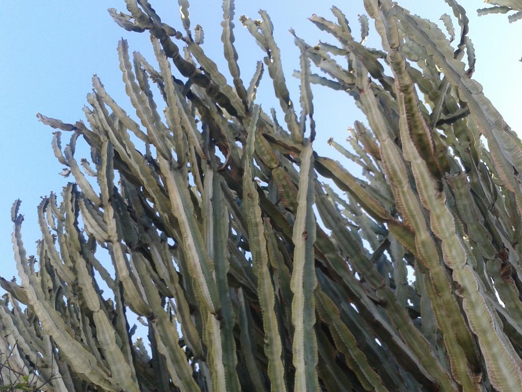 B&B Il Girasole Noto Esterno foto